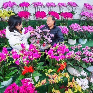 年宵花热销迎新年