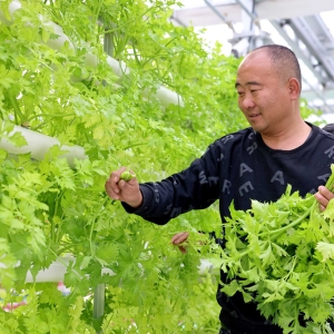 山东枣庄：探索“鱼菜共生”新模式 助力乡村振兴