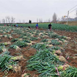 河南新野：大葱喜获丰收 产业助力乡村振兴