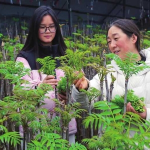小寒时节“椿芽”飘香