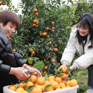沃柑喜丰收 游客采摘乐