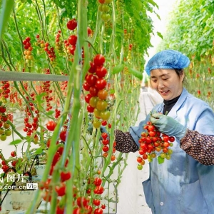 打造生态智慧农业