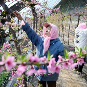 桃花满棚春满园
