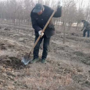 南阳市宛城区：抓好国储林项目春季养护及补植补造工作