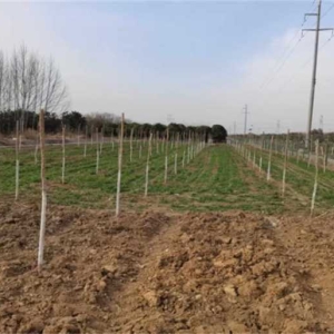 南阳市宛城区：以林长制为抓手推进南水北调补植补造工作确保清水北送