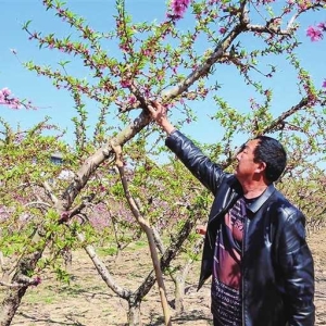文旅融合 借桃兴农