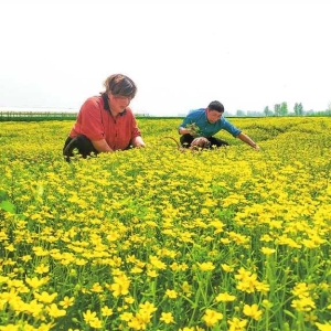 绘就乡村振兴新画卷