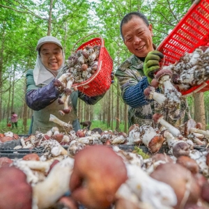江苏泗洪：林下生“金”