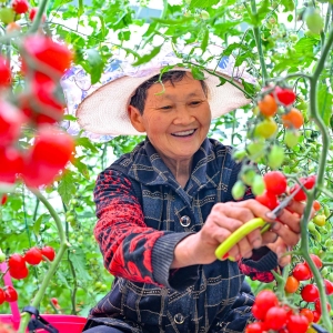 大棚番茄助农增收