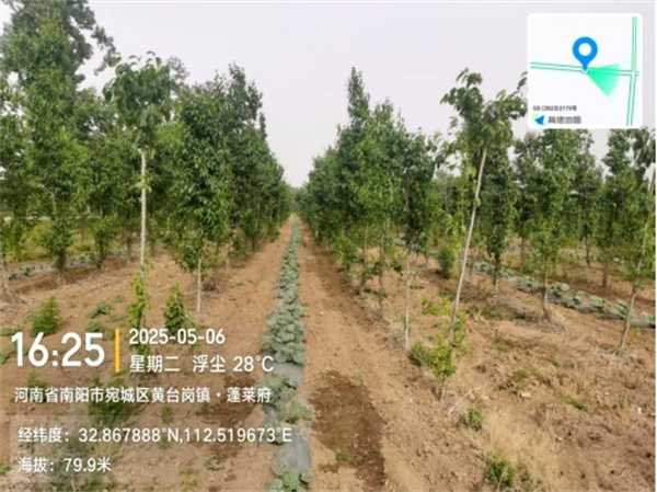 南阳市宛城区：大力开展国储林项目林下经济，促进林业产业发展