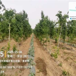 南阳市宛城区：大力开展国储林项目林下经济，促进林业产业发展