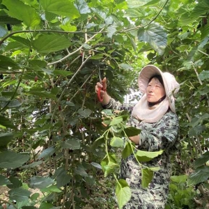 河南唐河：桑果飘香引客来