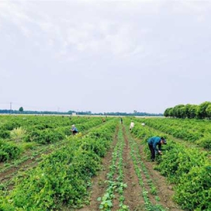 新野县上庄乡：金银花开富农家 特色产业助振兴