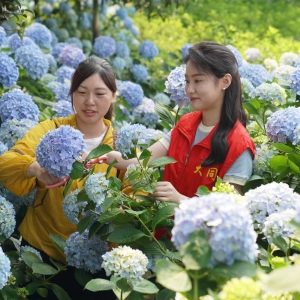 打造花卉种植基地 促进产业融合发展