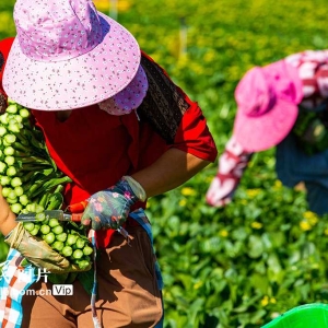 甘肃张掖：菜心喜丰收