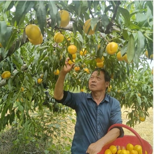 童路军：以果为媒，带乡亲走上致富路