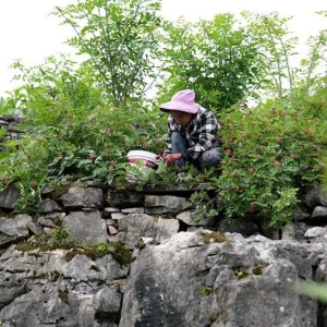 树莓种植助增收