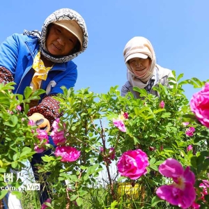 “芳香经济”助力乡村振兴
