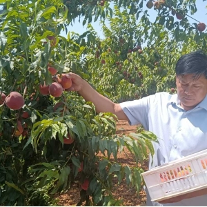 郏县锋瑞生态采摘园：桃香四溢绘就乡村振兴新画卷
