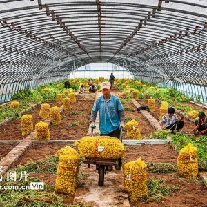 马铃薯原原种喜获丰收