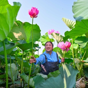 荷香满塘采收忙