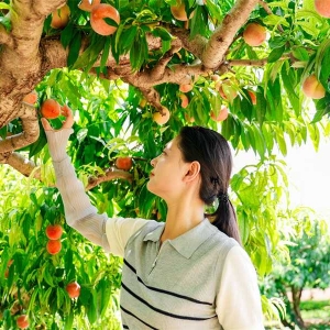河南内黄：万亩桃林迎丰收