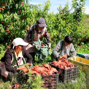 “春季赏花 夏季摘果”全季旅游带动消费增长