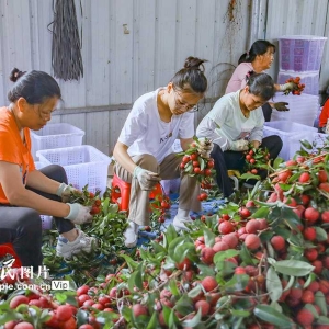 特色荔枝产业富民强县