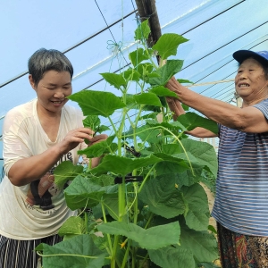 发展瓜蔬基地 保障百姓“菜篮子”