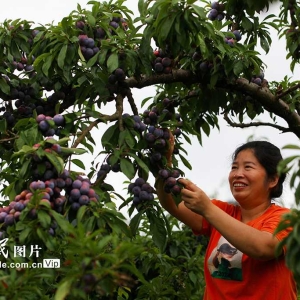 脆红李成熟
