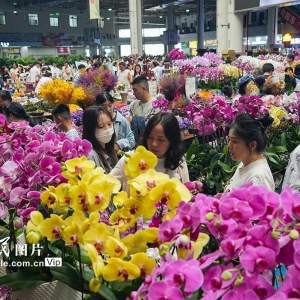 斗南花市鲜花俏销