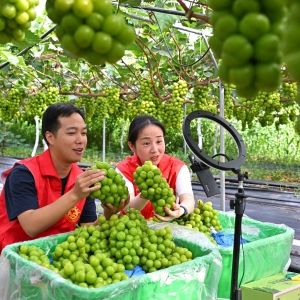 直播带货 助农增收
