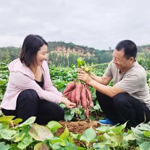 “薯”光无限映红共富路