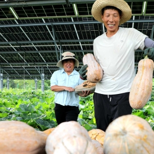 安徽阜阳：种植基地采摘南瓜