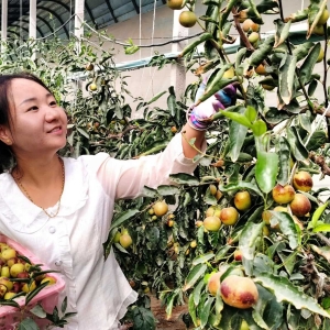 采摘丰收枣