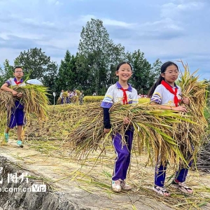 “共享稻田”让学生体验劳动快乐