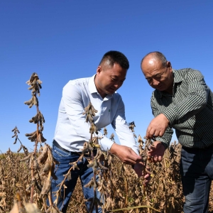 “良种良法”助力大豆高产