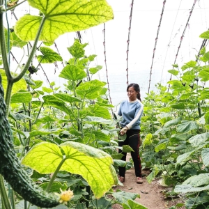 十万亩设施蔬菜保节日供应‎
