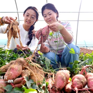 戈壁荒漠试种蜜薯喜丰收