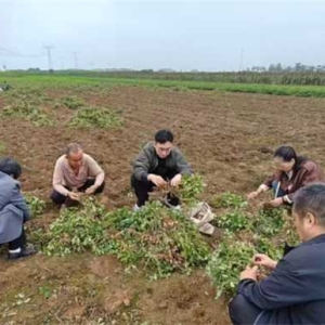 唐河县林业局：秋雨急 农时紧 抢收帮扶到地头