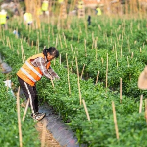 万亩秋冬蔬菜管收忙