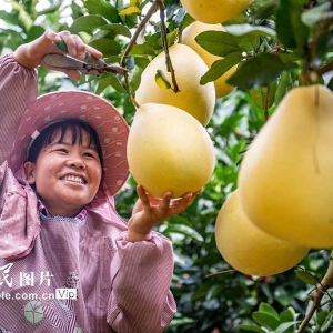 采摘柚子