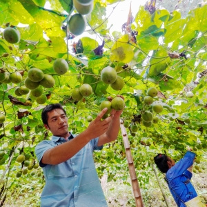 罗汉果迎来丰收季