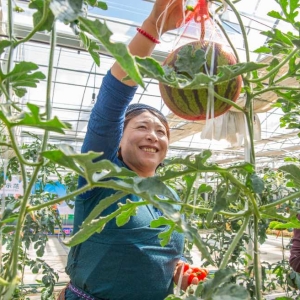 现代农业促增收