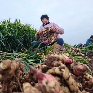 深秋生姜收获忙