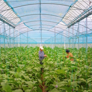 安徽岳西县：智慧农业赋能菜园 科技培育优质菜