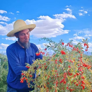 青海都兰县枸杞鲜果预计销售实现200吨