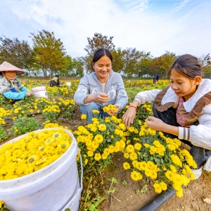小黄菊撑起致富伞
