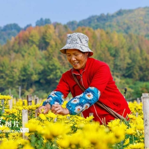 安徽歙县：采摘金丝皇菊