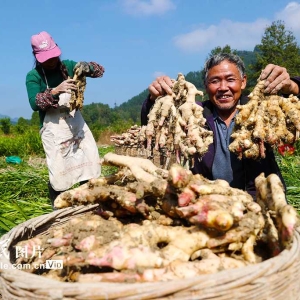 重庆：采挖富锶生姜